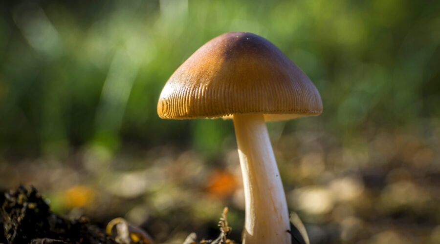Flying Saucer Mushrooms: Identification and Look-a-Likes of this Intense Shroom