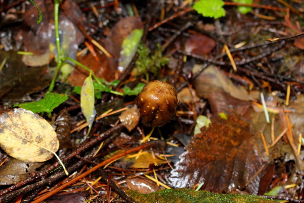 Psilocybe Baeocystis Bottle Caps