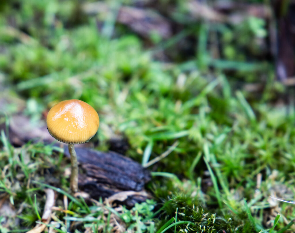Psilocybe Subaeruginosa P. subs