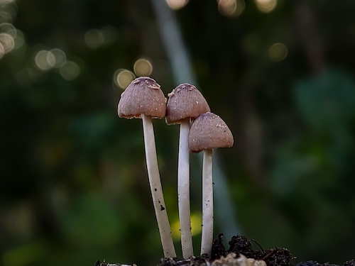Blue Meaning mushroom look a likes Pholiotina rugosa