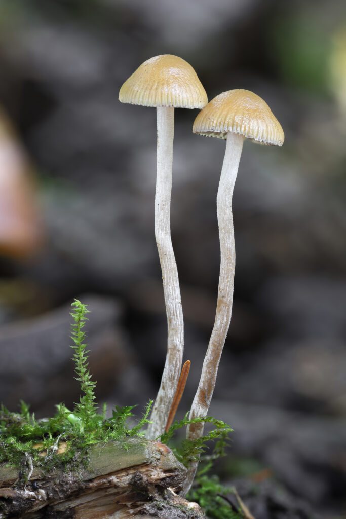 Potent Psilocybe Serbica