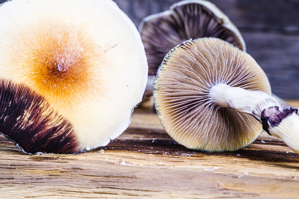 The Mexican magic mushroom is a psilocybe cubensis, a specie of psychedelic mushroom whose main active elements are psilocybin and psilocin - Mexican Psilocybe Cubensis. An adult mushroom raining spor