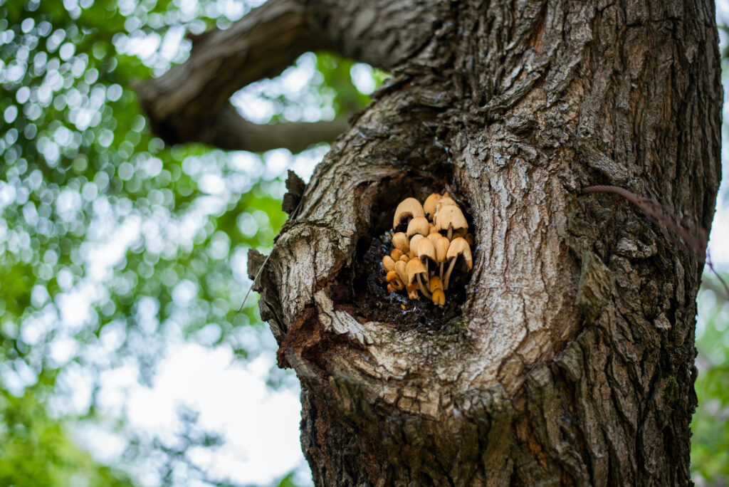 Psilocybe Mexicana mushrooms growing out of knot of tree, tall tree with gnarly bark, mushrooms growing on bark
