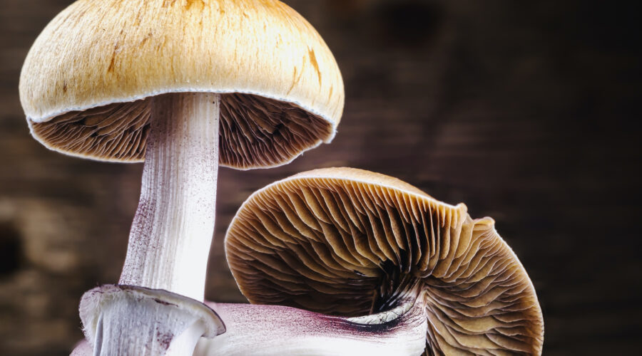 A Single Dose of Psilocybin May Leave Lasting Changes in the Brain