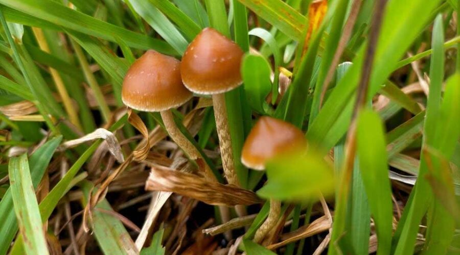 10 Most Potent Magic Mushroom Species (2026): Psilocybin Content, Dose & Tiers