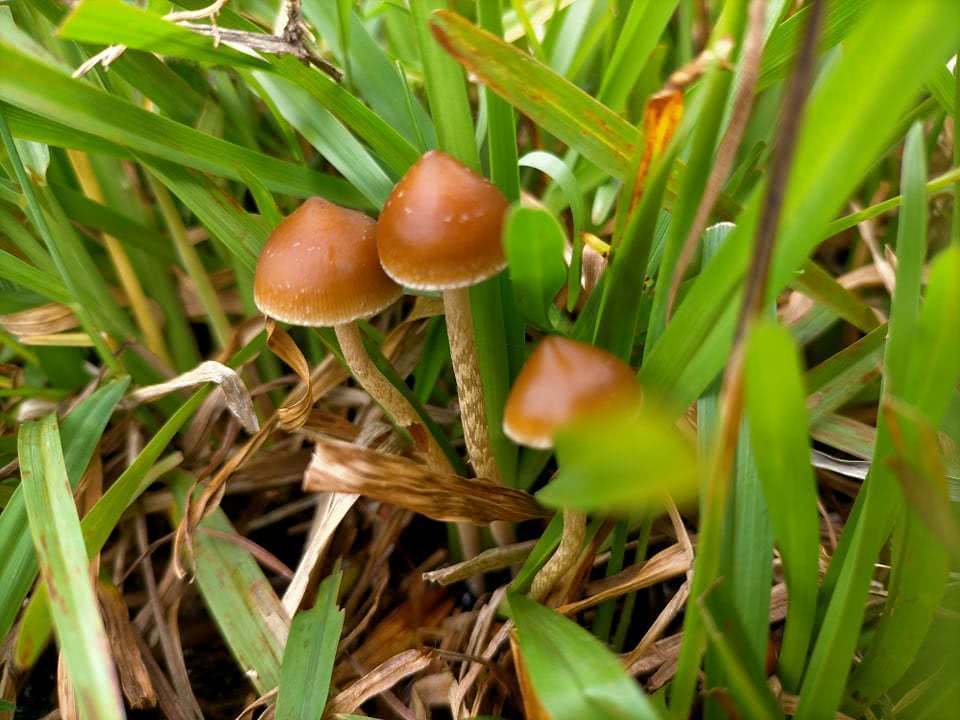 Psilocybe Samuiensis
