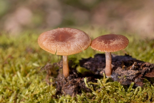 Blue Meanie mushroom look a likes Tubaria furfuracea