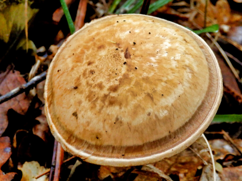 This guide explains where to find, how to grow, and how to identify the Banded Mottlegill Mushrooms (Panaeolus Cinctulus) species