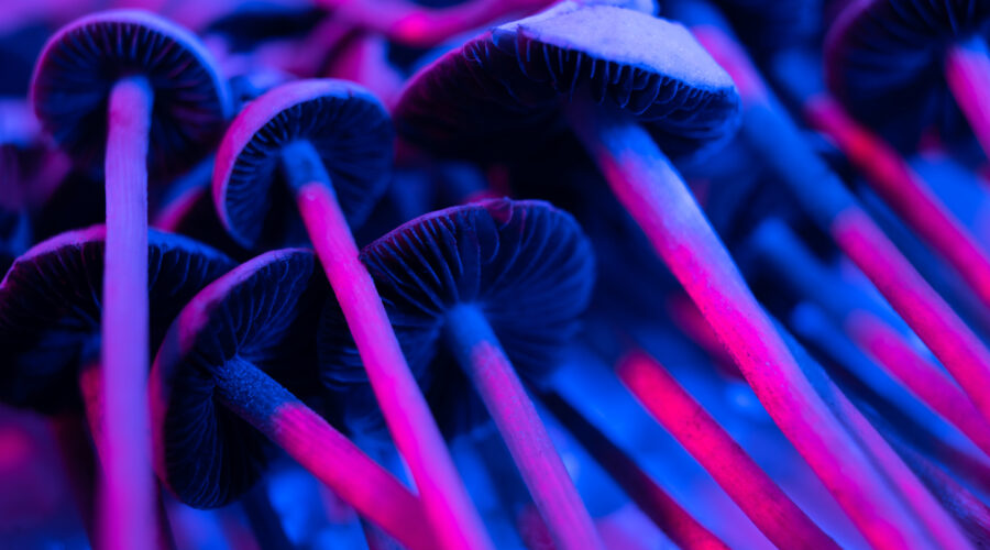 Blue Meanie Mushrooms (Panaeolus cyanescens): Potency, Effects & Identification (2026)