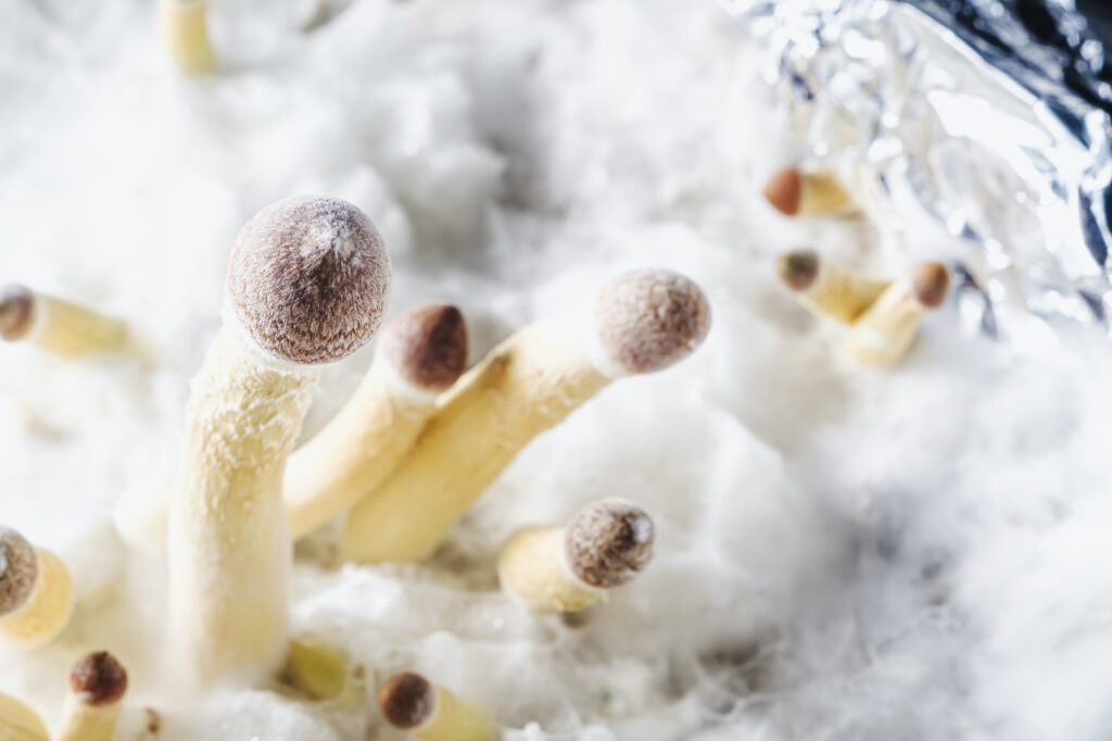 young Mexican psilocybin mushrooms on the background of white mycelium. horyorizontal orientation.