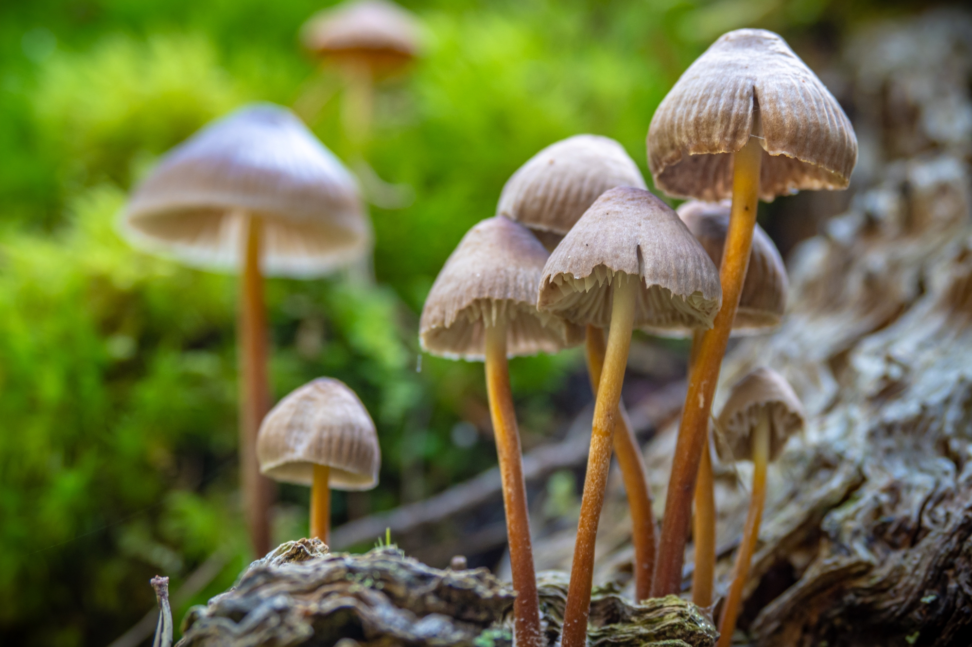 Patch of liberty cap psychedelic mushrooms growing wild in the forest