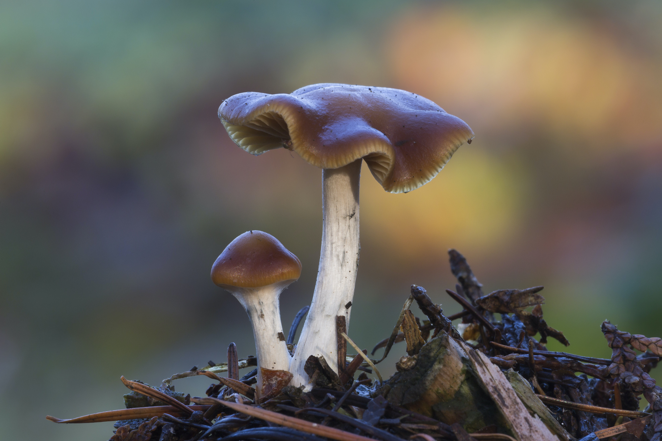 Psilocybe cyanescens (sometimes referred to as wavy caps or as the potent Psilocybe) is a species of potent psychedelic mushroom.