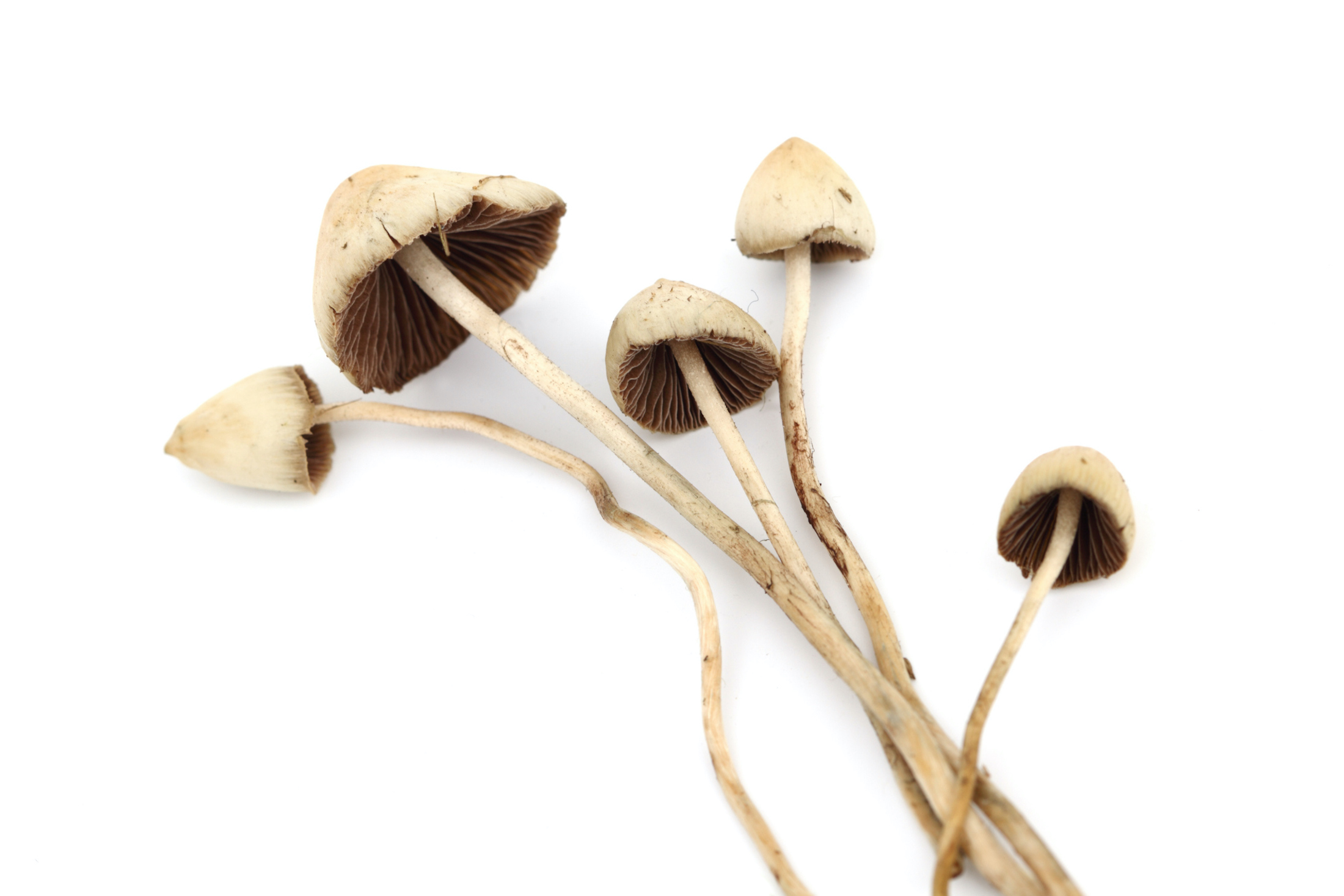 psilocybe semilanceata on white background