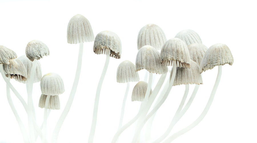 How to Grow and Identify the Psilocybe Mexicana Magic Mushroom