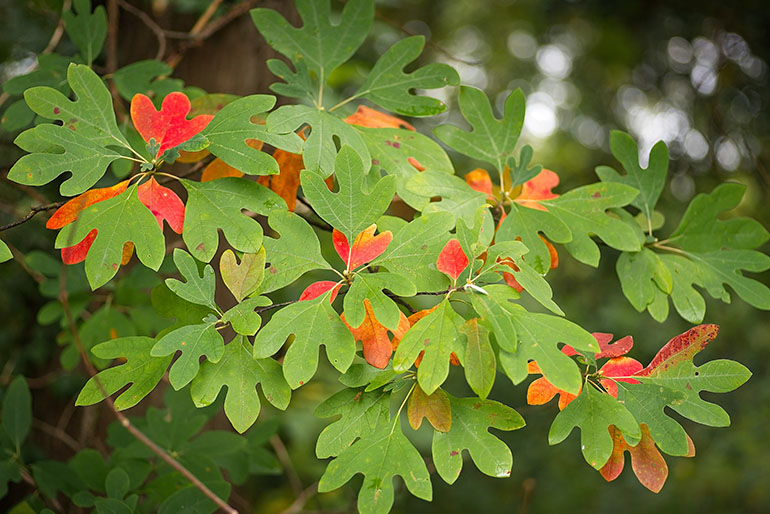 Common Sassafras