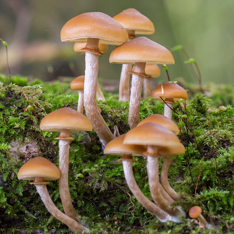 Galerina Marginata