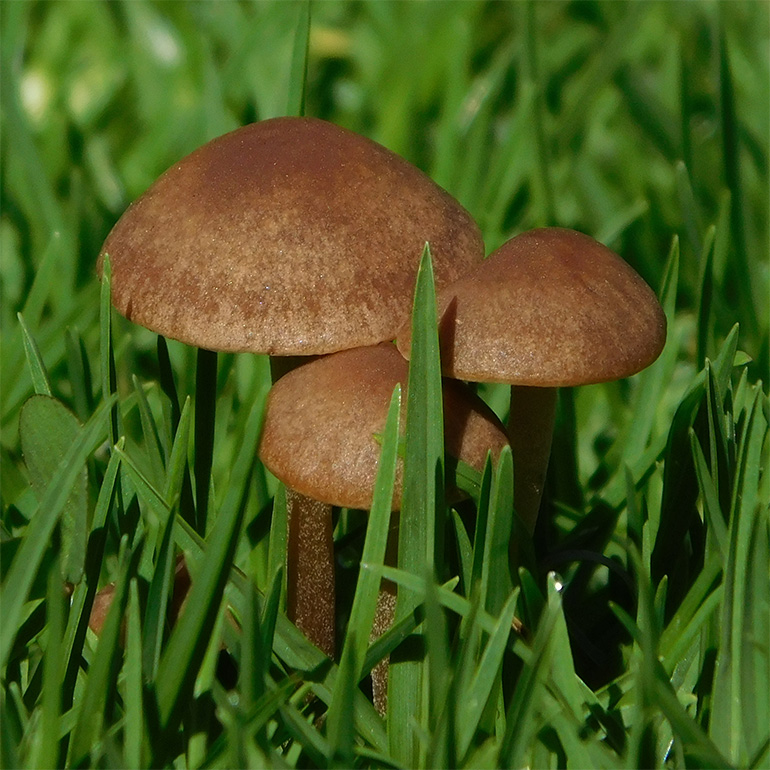 Panaeolus Cinctulus