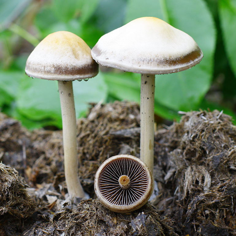 Panaeolus Cinctulus