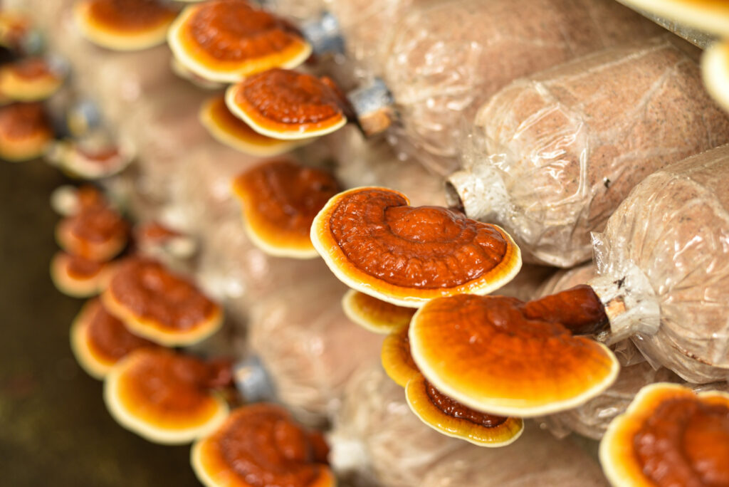 Reishi Mushrooms growing on trees