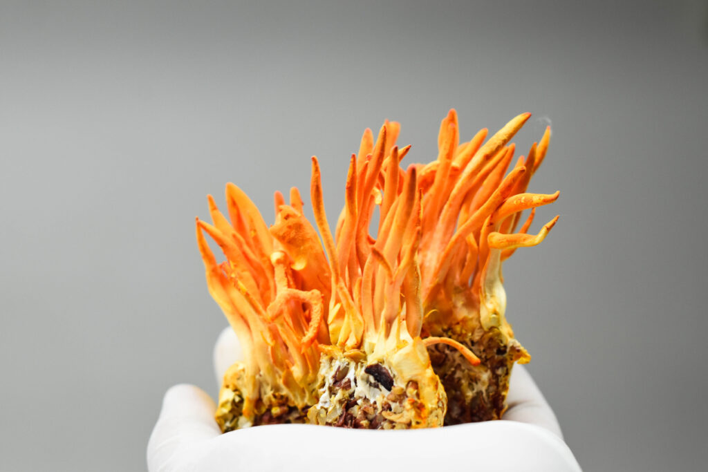 Formerly known as Cordyceps sinensis, the Cordyceps mushroom (currently known as Ophiocordyceps sinensis) provides many health benefits