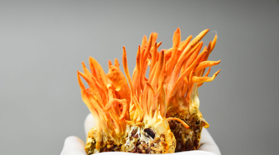 Cordyceps Mushroom (Cordyceps Sinensis)