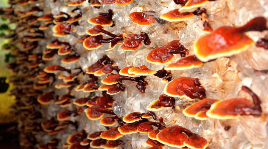 Reishi Mushroom (Ganoderma Lucidum)