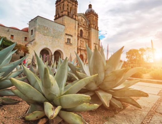Lucid Wild Oaxaca in Oaxaca, Mexico