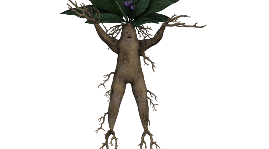 Mandrake Root: Healing, Harming, And Magical Properties