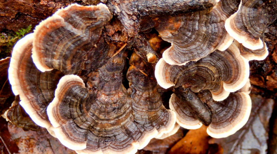 Turkey Tail Mushroom (Trametes Versicolor)