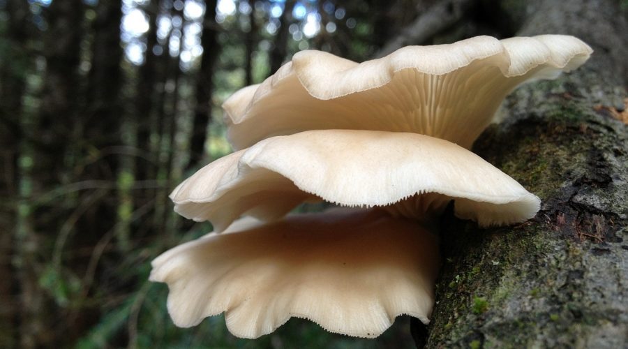 Oyster Mushrooms: Centuries of Traditional Medicine