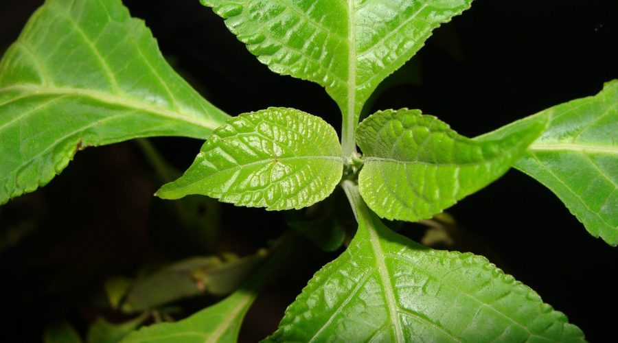 Salvia Divinorum (Salvia of the Ghosts) – Seeds, Effects & More