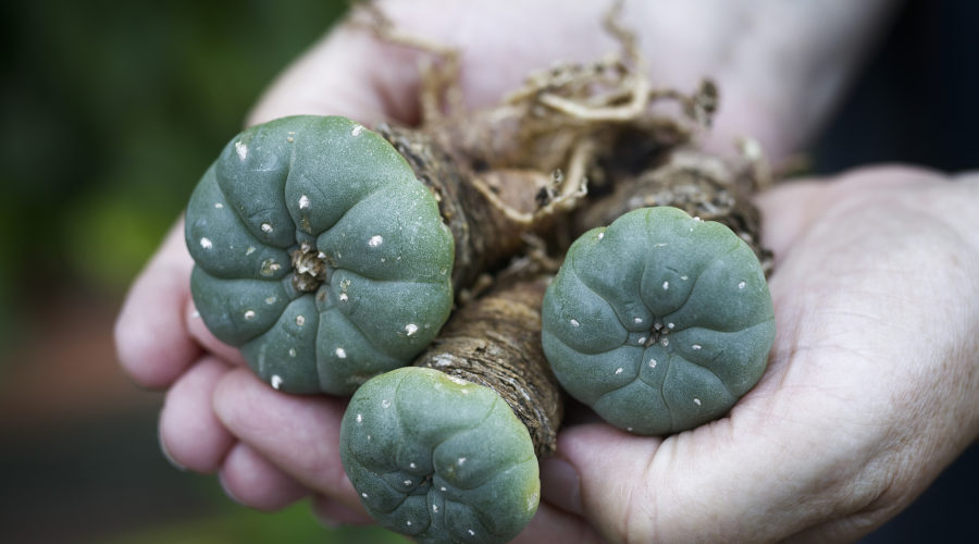 Mescaline: The 5,000-Year-Old Psychedelic That Science Is Just Beginning to Study
