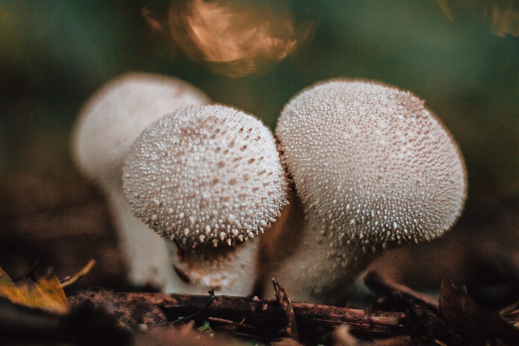 The puffball mushroom (Calvatia Gigante) is used for cooking and is known for its medicinal properties. This guide explains its background