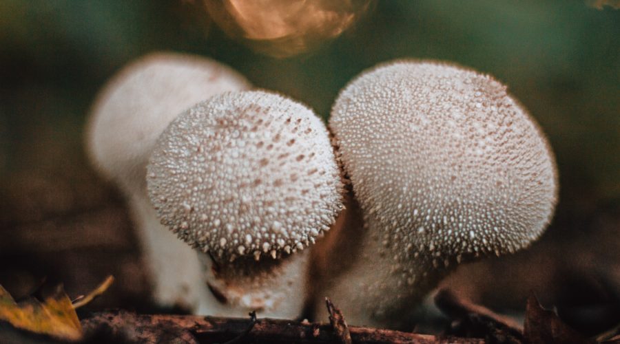 Puffball Mushroom: The Medicinal Fungi That Tastes Like Chicken