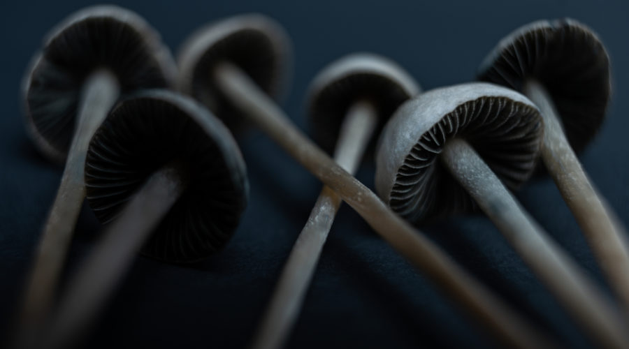 Is Our Brainpower Linked to Magic Mushrooms? The Stoned Ape Theory Says Yes