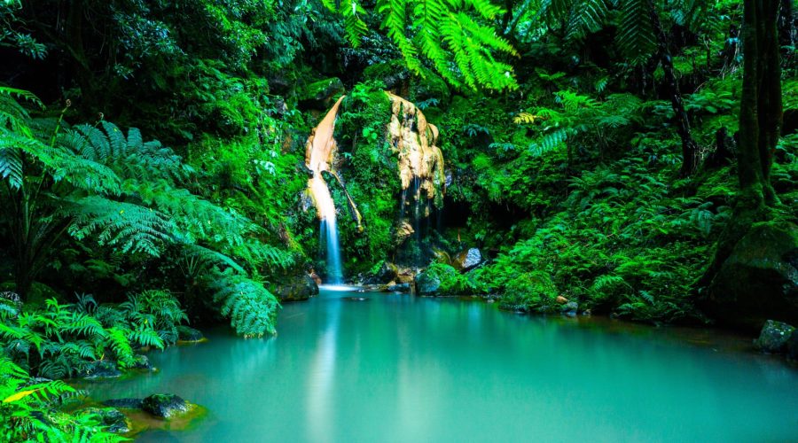 Looking For Addiction Treatment In Portugal? Here’s Why Iboga Or Ibogaine May Be An Option