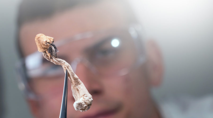 “Nobody Wants A Synthetic-Only Future”: Filament Health Is Formulating Natural Psilocybin And Standardizing Ayahuasca