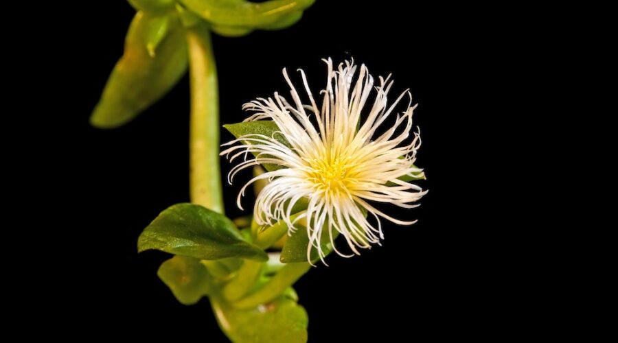 Kanna: The Legal, Natural ‘Heart Opener’ Similar to MDMA