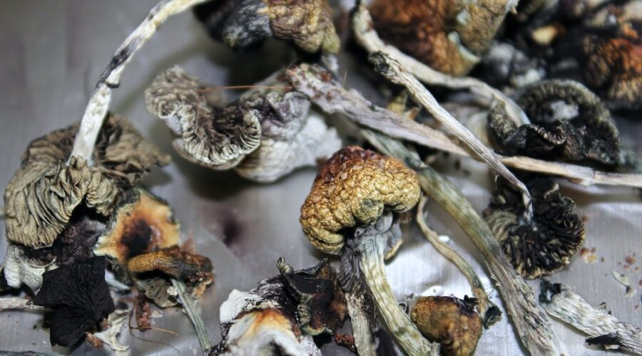 Do Shrooms Go Bad? Shelf Life by Storage Condition (2026 Guide)