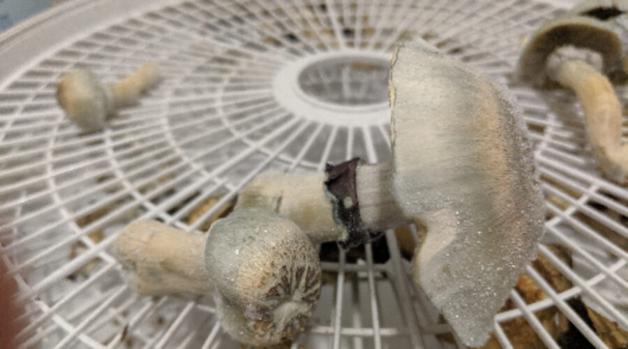 Cracker Dry: How to Dry and Store Magic Mushrooms for Maximum Shelf Life (2026)