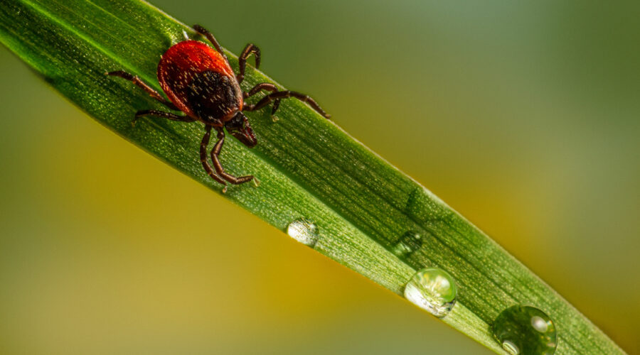 Psychedelics for IBS and Lyme Disease: Evidence Mounts