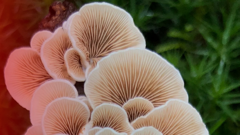 Best Mushroom Grow Kits. This one is from The Third Wave, a leader in psychedelic education. 