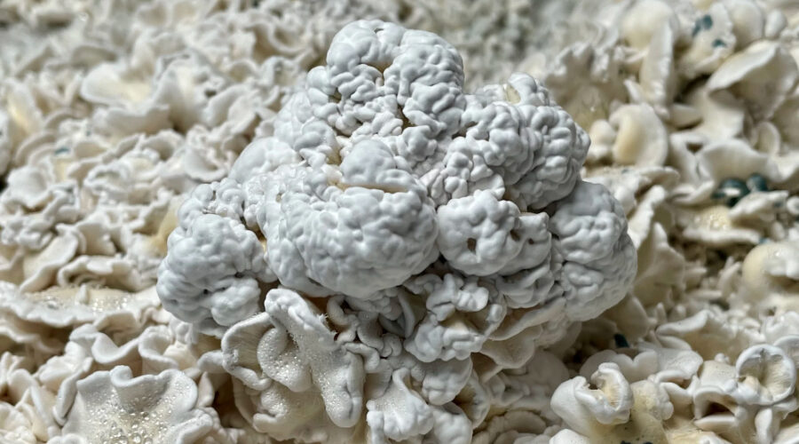 The Weirdest Magic Mushroom Strain Might Be the Enigma
