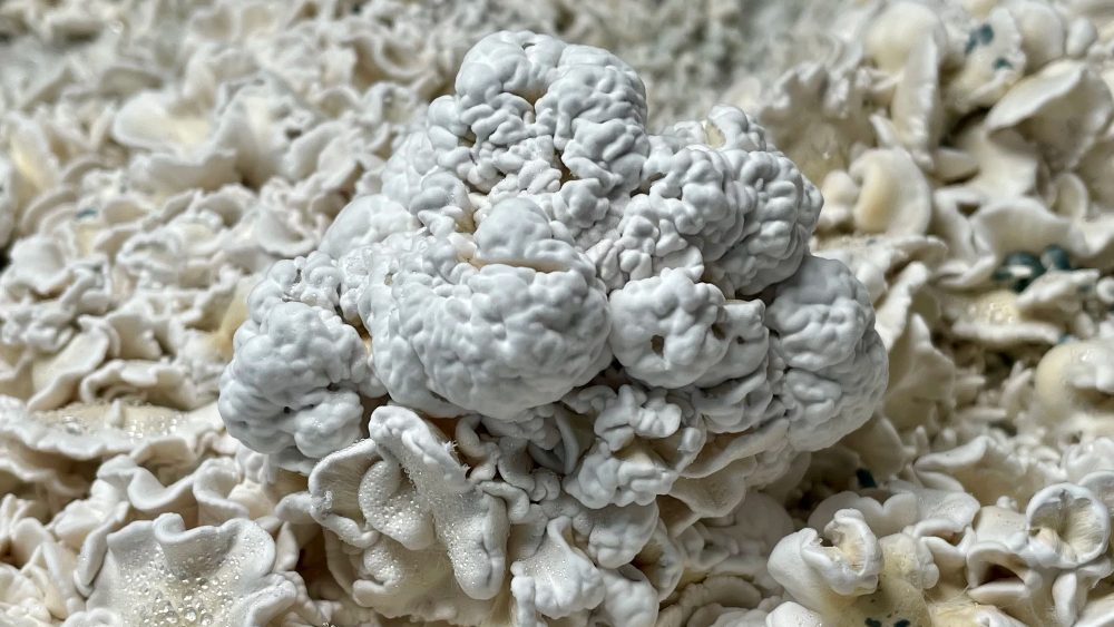 enigma mushroom