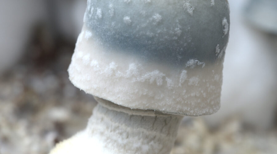 Albino Penis Envy Mushrooms: Potency, Effects, and Legal Status (2026)