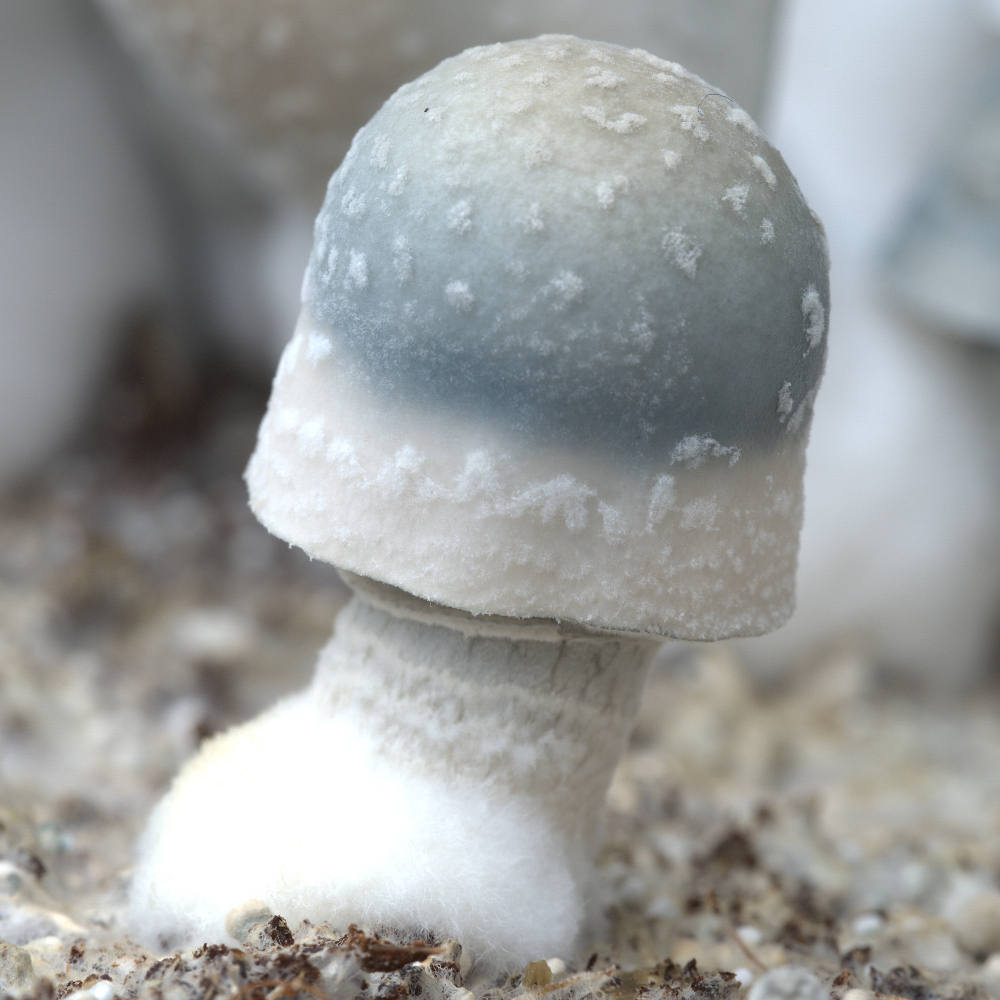 albino penis envy mushrooms