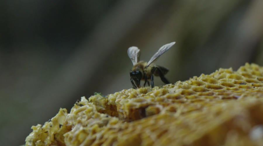 Mad Honey: Burning Man’s Newest Popular (And Legal) Drug