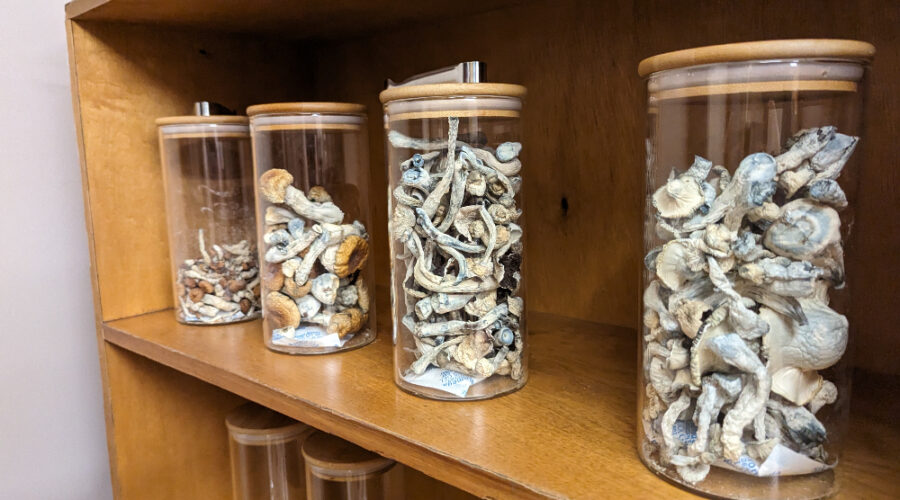 Are Mushrooms Legal in Colorado? The Answer is a Little Tricky