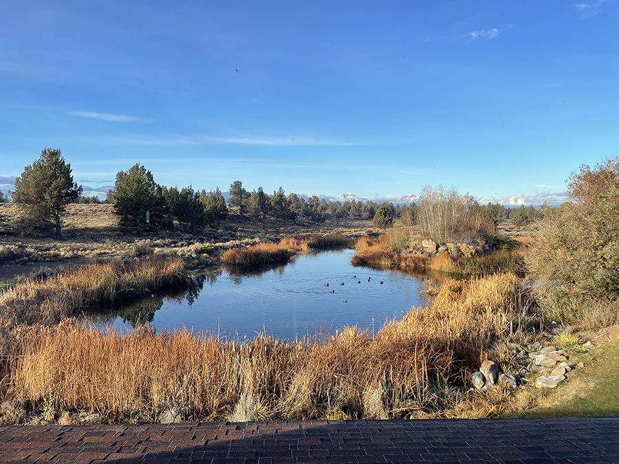 Odyssey Psilocybin Retreats in Oregon.
