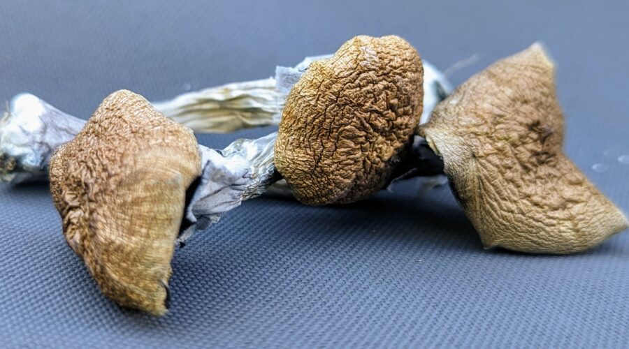 B+ Mushrooms: Psilocybin that’s Not a Quite a Perfect Score, Yet Never a Fail